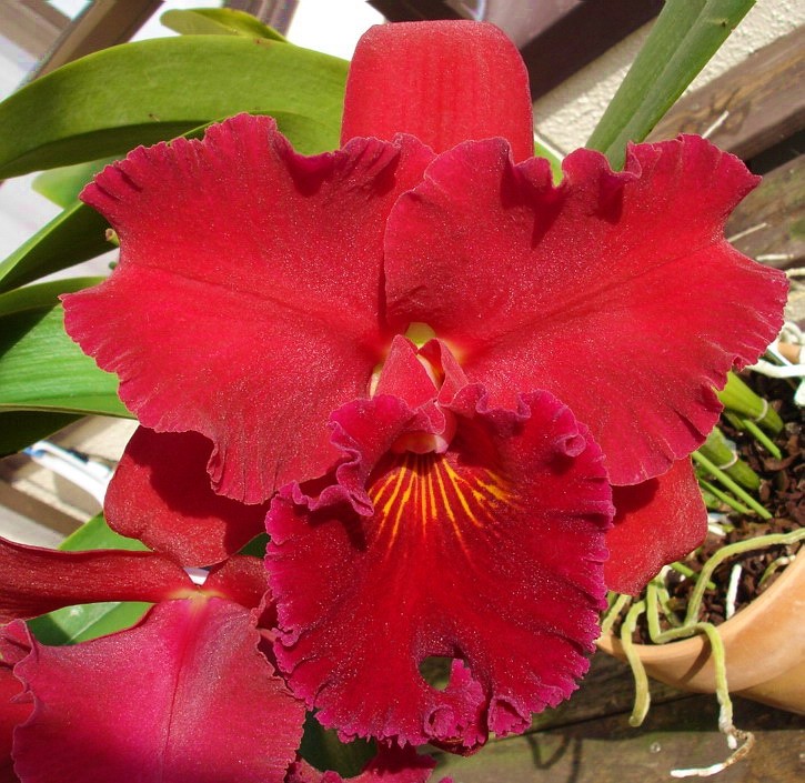 兰花-洋兰-卡特兰  红龙  花大 芳香 花期长 好种易开花