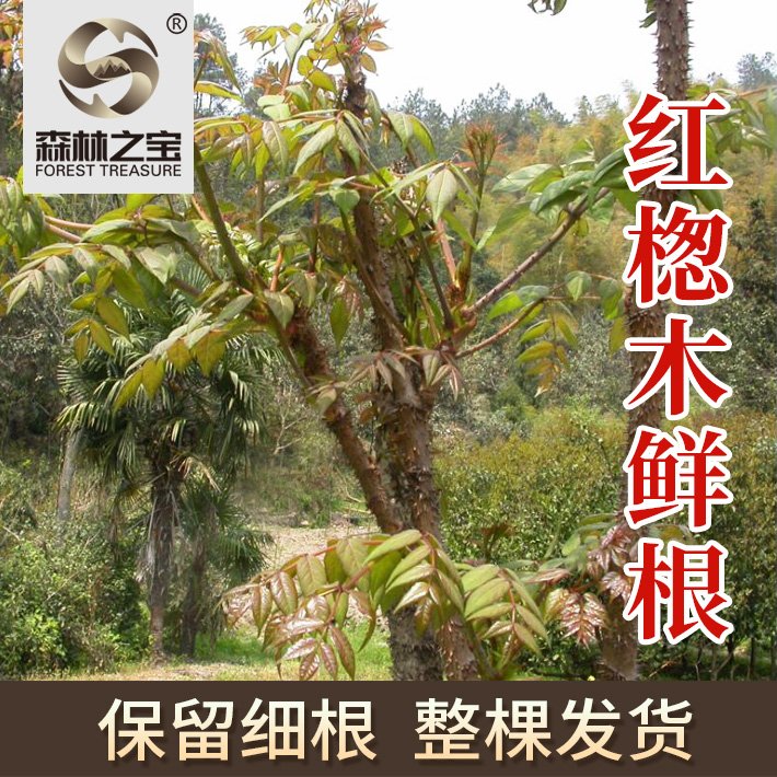 野生红楤木鲜根药材红老虎刺调肠胃舒筋活络炖肉煲汤2斤散装包邮