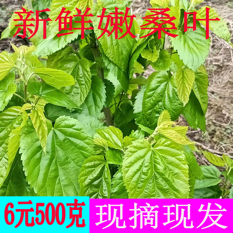 新鲜嫩桑叶现摘现发蚕宝宝口粮蚕蚁大蚕小蚕饲料3斤5斤包邮