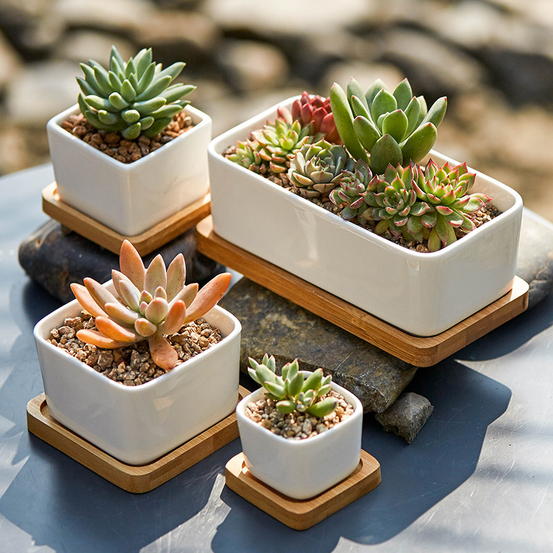 特价长方形花盆 长条型_白瓷花盆带竹托底托盘多肉植物多肉陶瓷简约长