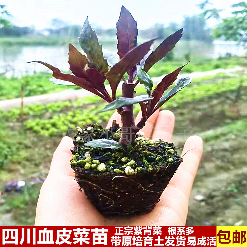 四川新鲜血皮菜苗紫背天葵带培育土发货阳台盆栽楼顶种植多次采摘