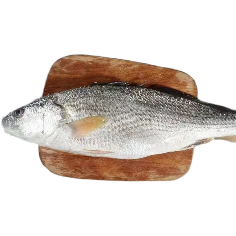 鲽鱼大全——其他用品