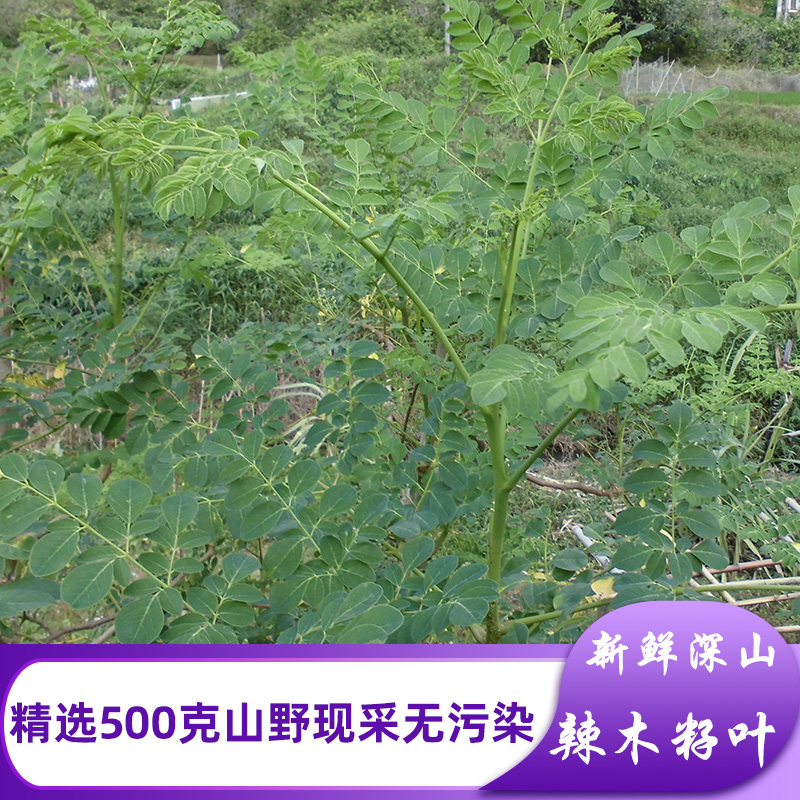 新鲜辣木叶现采500g青草药辣木子叶片辣木叶茶深山辣木籽叶茶凉茶