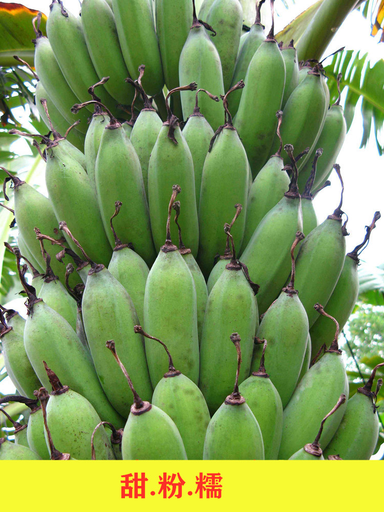 广西特产贡蕉安南蕉海南10香蕉banana小米皇帝蕉粉蕉净重9斤包邮