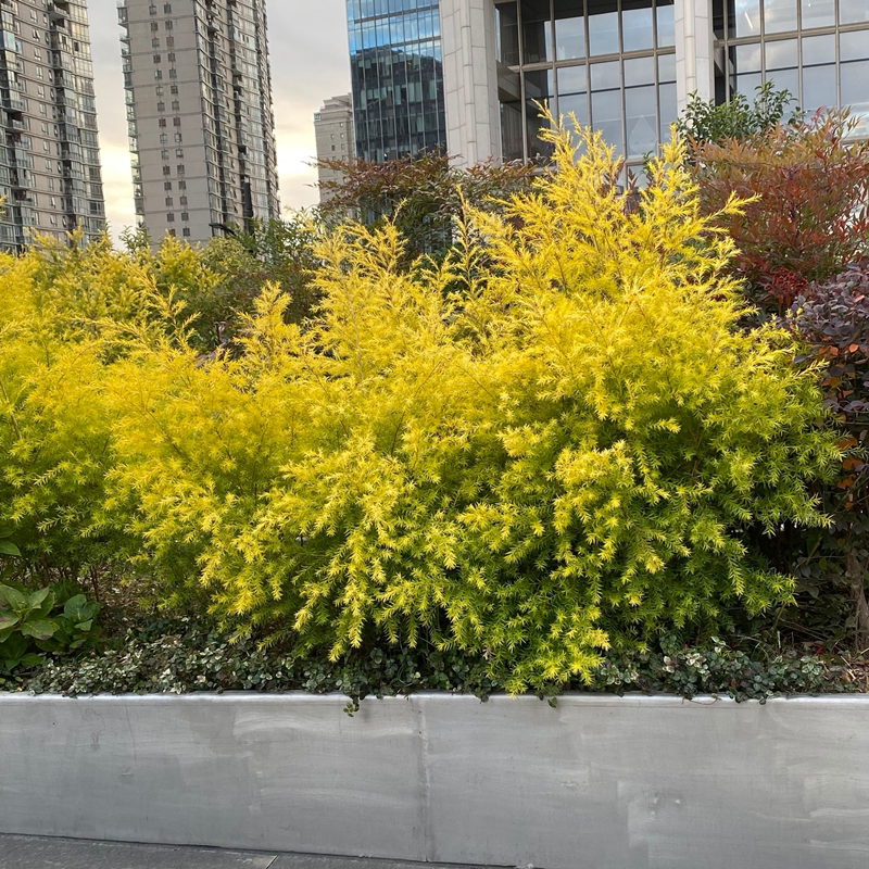 黄金香柳盆栽棒棒糖千层金庭院阳台多年生观叶植物四季常青包邮