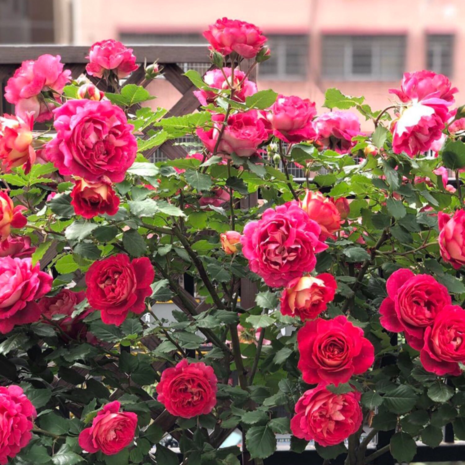 鹏哥的花圃马萨德医生月季勤花抗病耐热多季节开花阳台庭院盆栽苗