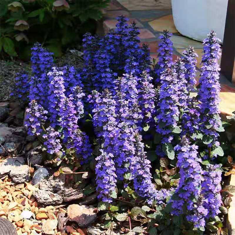 新品花卉植物日本巧克力片筋骨草姬十二单耐寒耐热耐荫