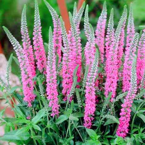 北京花园园艺 红花婆婆纳小淘气多年生宿根花卉5至9月开花