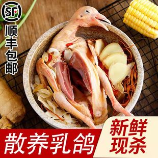 鲜美农家散养鸽子肉新鲜现杀乳鸽土鸽肉特价包邮