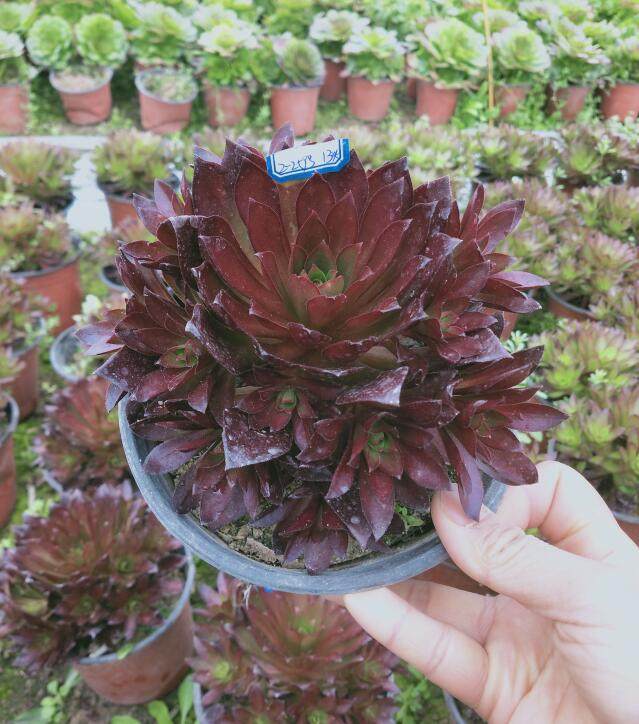 小轩家 新三仙之一 凤凰 孔雀火凤凰多肉植物法师群生绿植一物