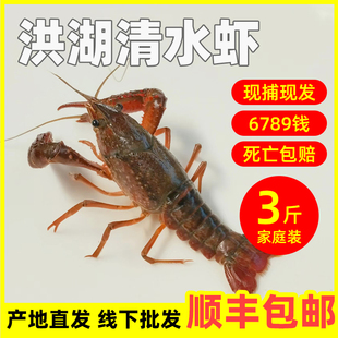 鲜活小龙虾洪湖清水虾3斤789钱大青红潜江小龙虾整箱炮头顺丰包邮