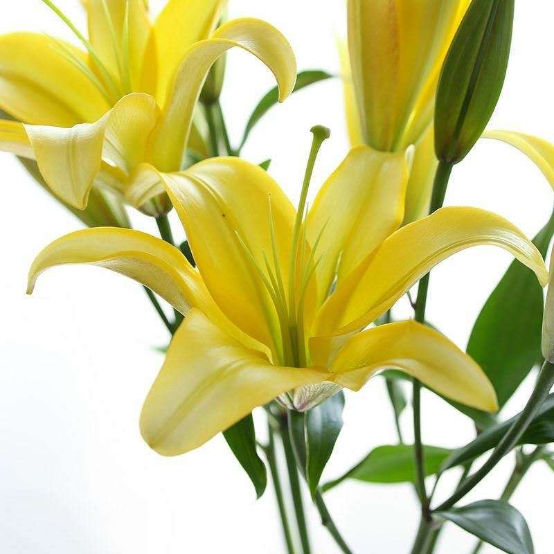 黄天霸香水百合鲜花云南基地直发家用昆明直批直供水养插花花束