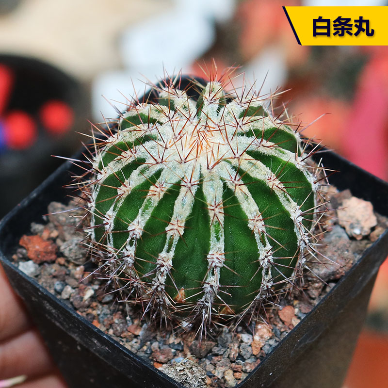 仙人掌球