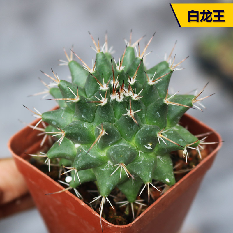 白龙王实生仙人球 开红花硬刺新手组合好养活易度夏办公室小盆栽