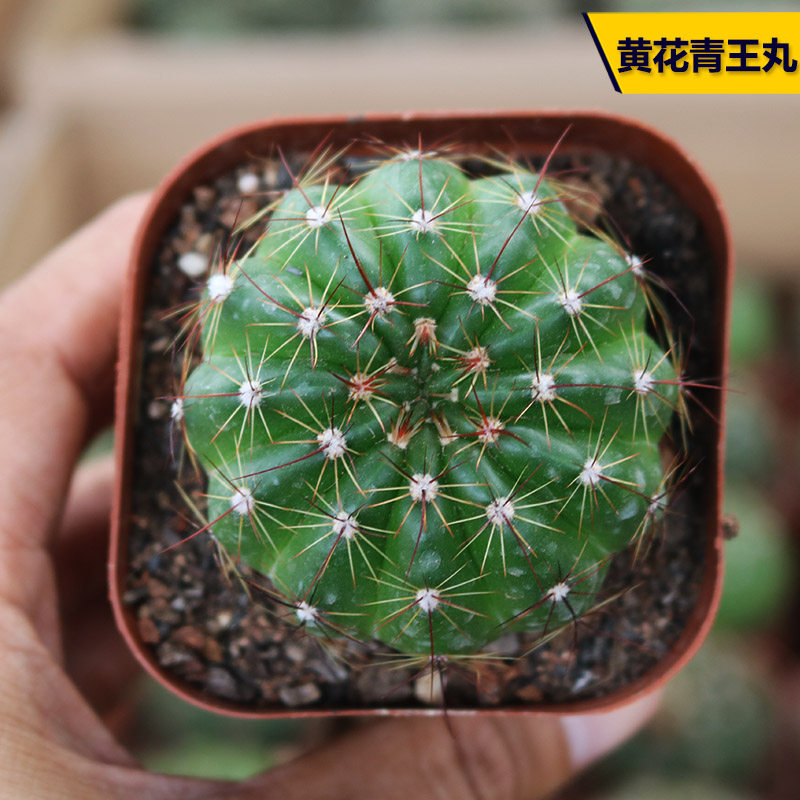 草球仙人球大额优惠券