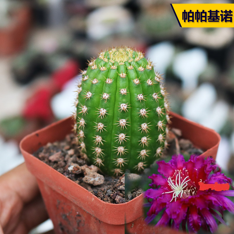帕帕基诺毛花柱稀有开花紫花仙人柱好养活易度夏仙人球小盆栽自根