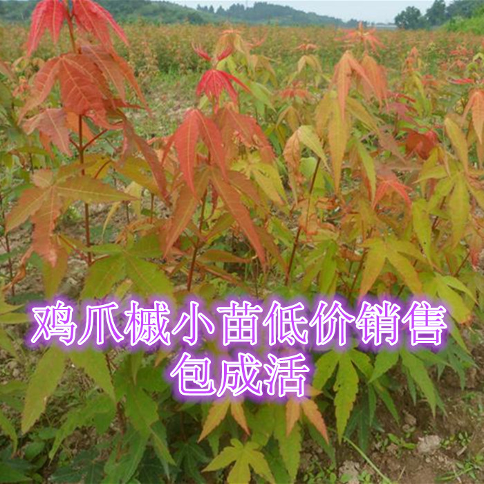 苗圃直销 盆栽地栽鸡爪槭苗 鸡爪槭树苗红枫苗 美国红枫苗在类目 鲜花速递/花卉仿真/绿植园艺, 花园植物/行道树/果树, 行道树/乔木中 - 来自Buy2taobao.com提供专业的淘宝代购服务