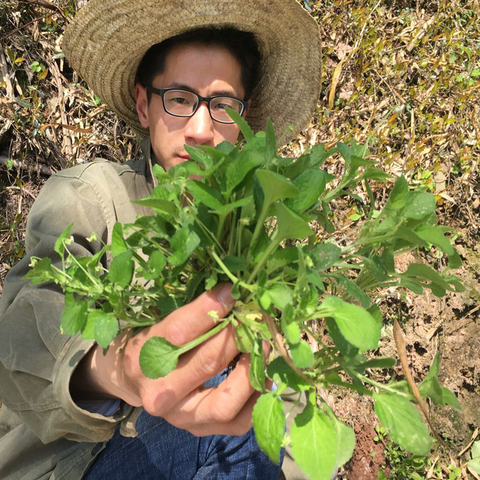 新货野生匍伏堇 又叫黄瓜香 抽脓白 店空虎 踏地荷花500克 干品