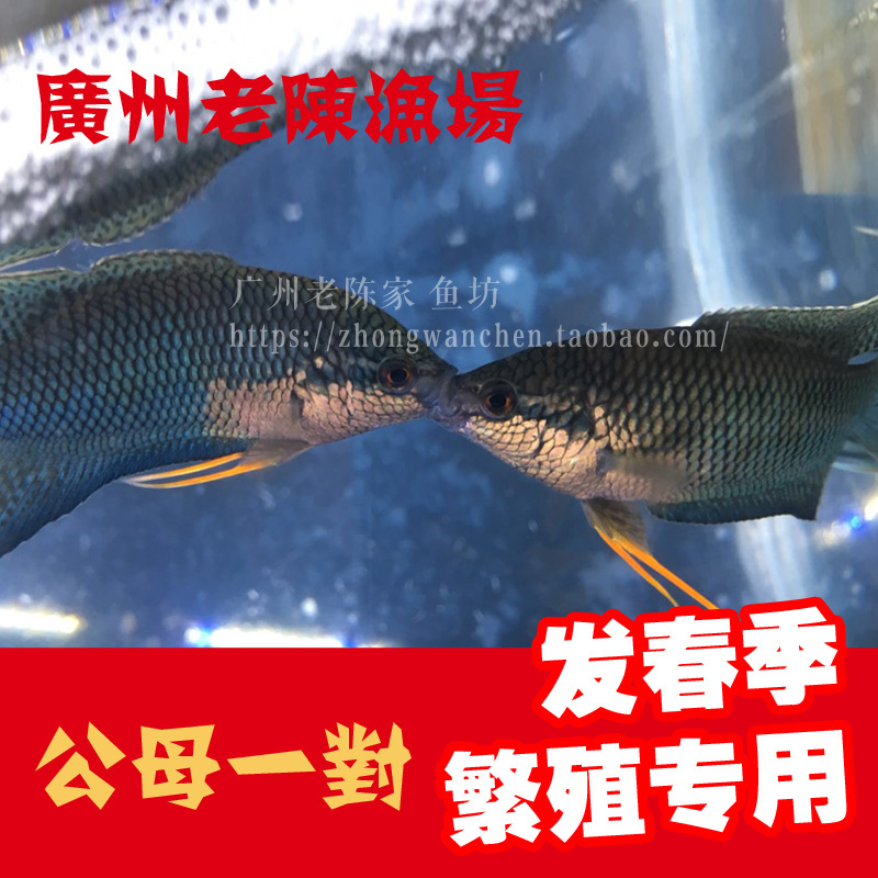 公母一对繁殖专用 中国斗鱼普叉蓝叉白兔活体 懒人观赏鱼耐活易养在类目 宠物/宠物食品及用品, 水族世界, 鱼中 - 来自Buy2taobao.com提供专业的淘宝代购服务