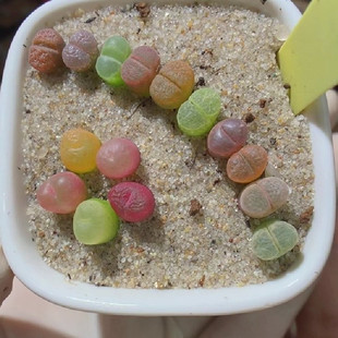 时光的麦子生石花直播一物一拍多肉植物肉锥o泡 毛71-75号