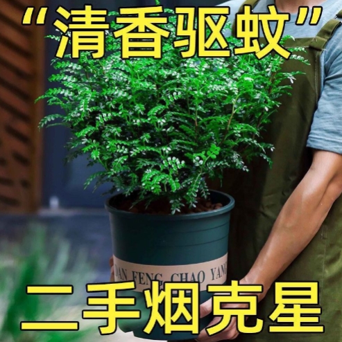 蛋糕装饰绿植生日蛋糕清香木叶子盆栽糕点装饰烘焙花叶植物森系