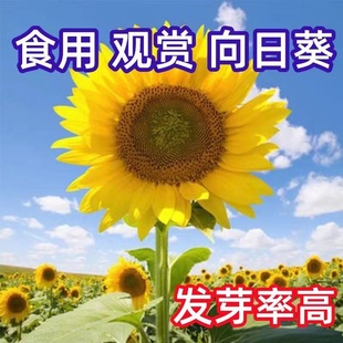 向日葵种孑花种籽子矮四季播种开花高杆观赏盆栽食用葵花种子重瓣