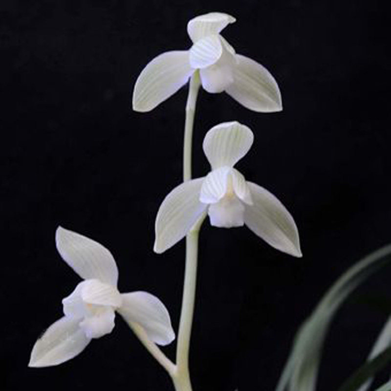 君君兰苑兰花苗  莲瓣兰雪人(宝姬素)漏风雨自然栽培苗