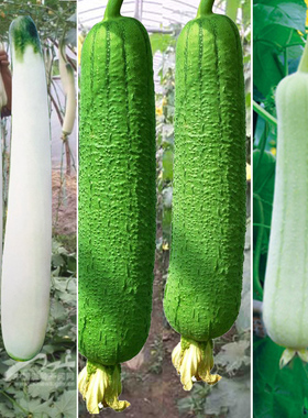 白皮丝瓜春秋季白玉农家四季蔬菜种