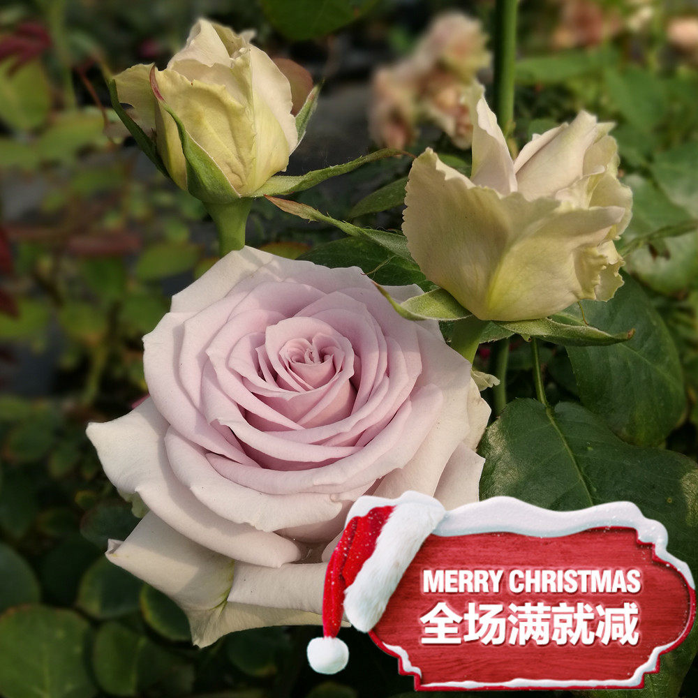 花思雨新品切花大花月季:云/云裳(nuage)耐开耐晒盆栽庭院绿植