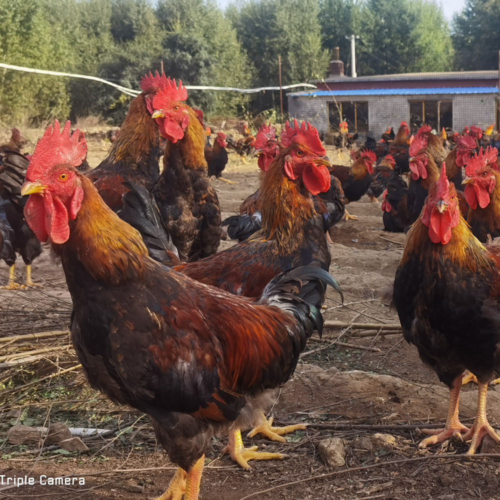 内蒙古森林农家散养小笨鸡土公鸡草鸡跑山鸡3斤左右冷冻顺丰航空