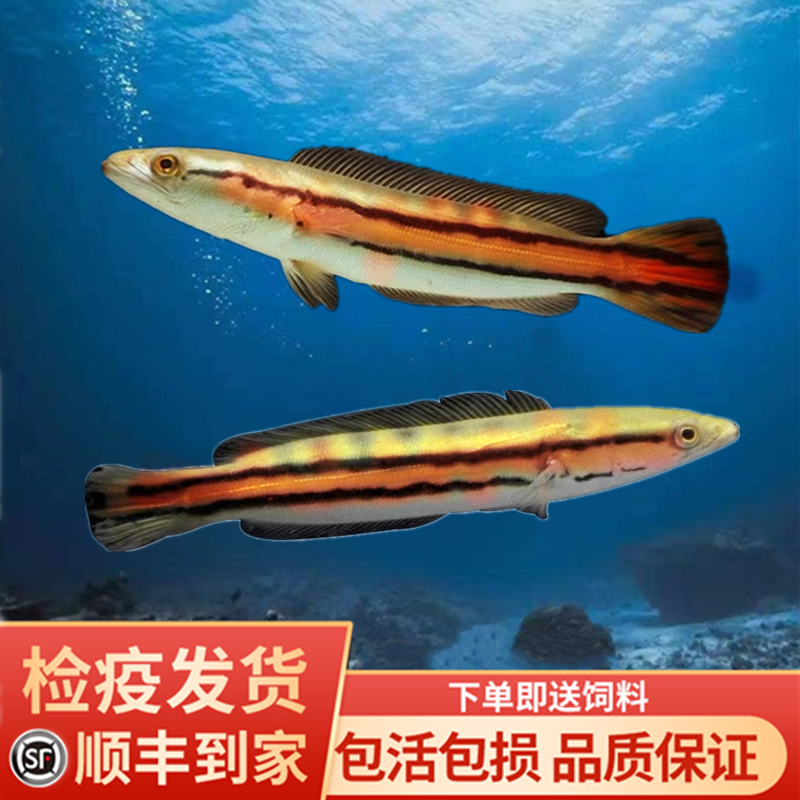 雷龙鱼活体小盾鳢大铅笔鱼淡水活鱼多曼大型凶猛肉食热带观赏鱼苗