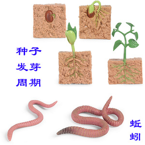 种子发芽植物生长过程仿真模型蚯蚓生命周期儿童早教科教认知玩具
