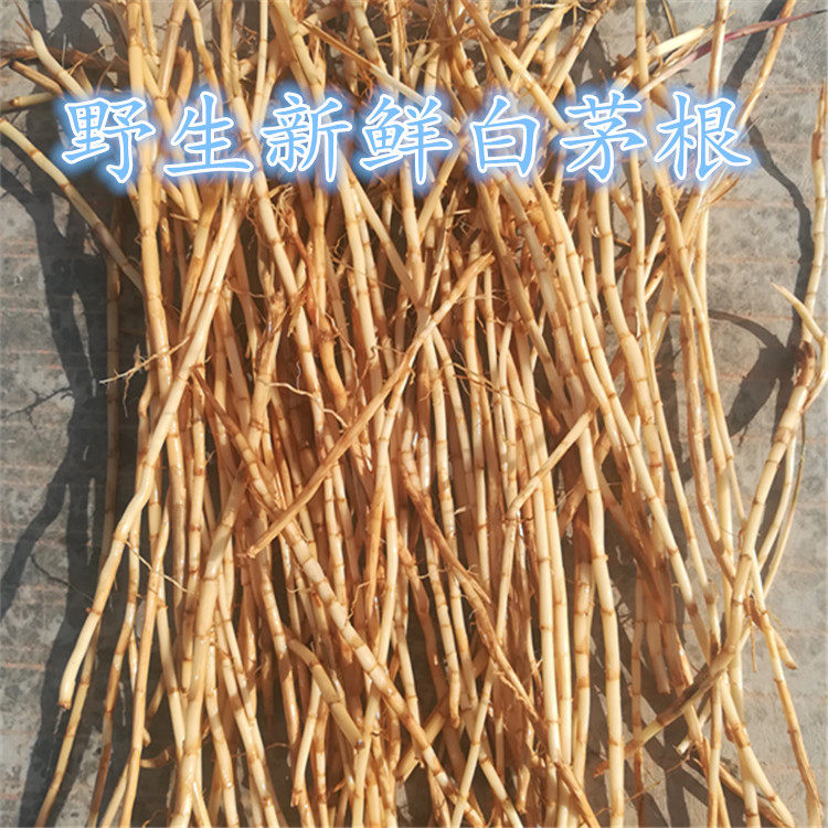 野生白茅根500克 现挖新鲜茅草根竹蔗茅草根毛草根中药材