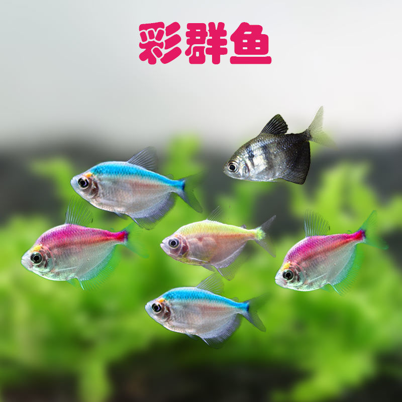 活体彩裙小金鱼小型鱼草缸淡水鱼