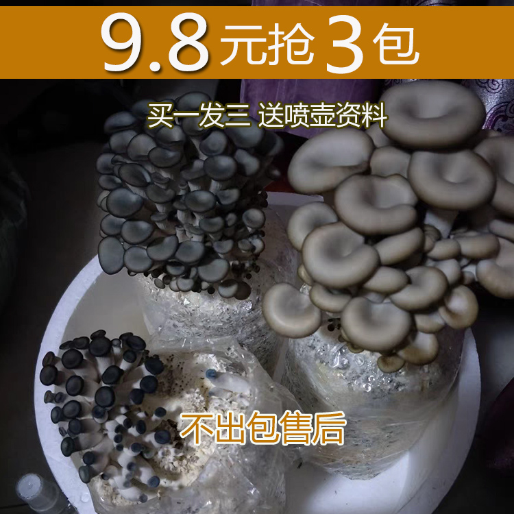 菌菇种植包家庭食用四季蘑菇菌种包平菇菌包蘑菇包种蘑菇盆栽阳台在类目 鲜花速递/花卉仿真/绿植园艺, 花卉/绿植盆栽(新), 多肉植物中 - 来自Buy2taobao.com提供专业的淘宝代购服务