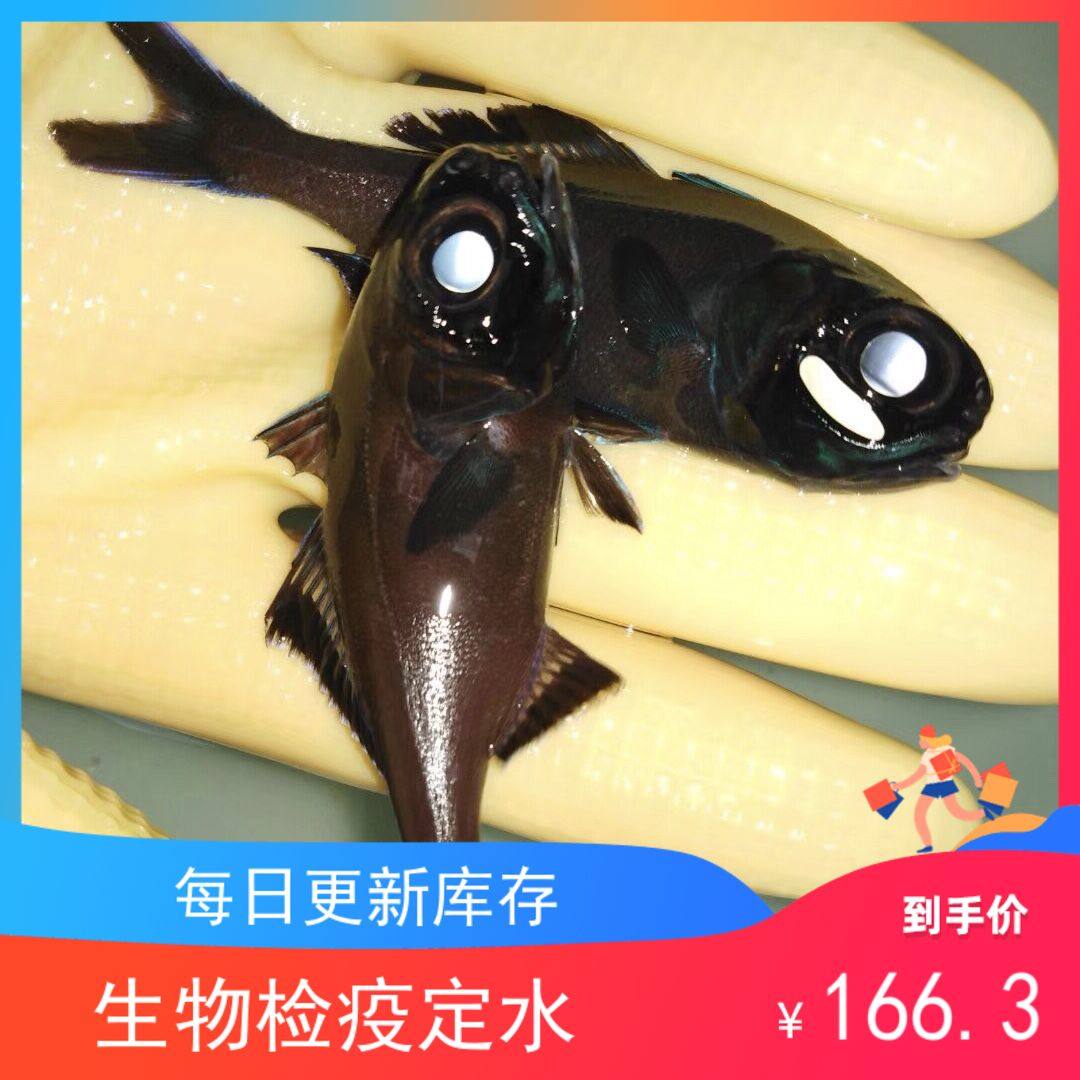 灯眼鱼夜光鱼夜光侠海水鱼小丑鱼活体珊瑚