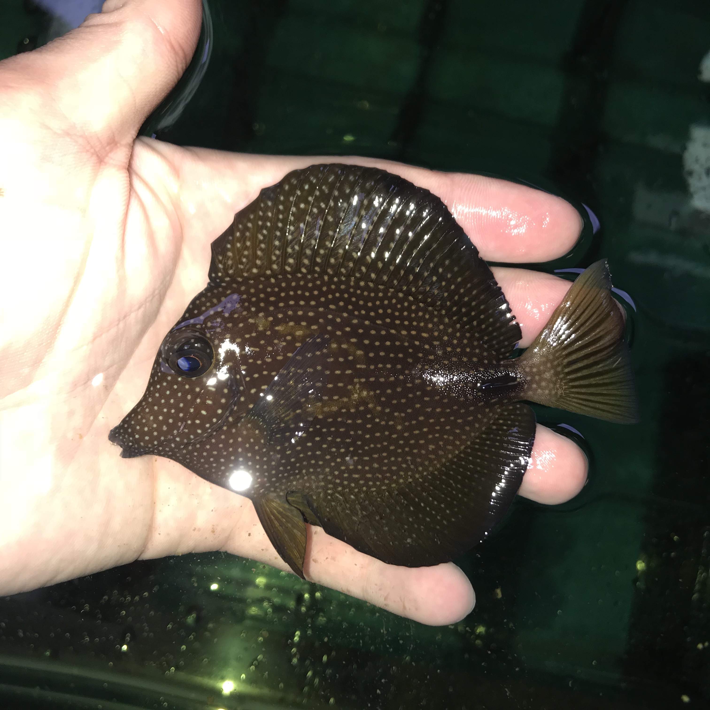 南非珍珠吊 海水鱼观赏鱼小丑鱼活体珊瑚大帆吊-mc母婴网