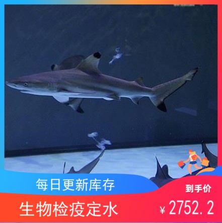 黑鳍鲨海水鱼观赏鱼小丑鱼活体珊瑚白鳍鲨柠檬鲨鲨鱼