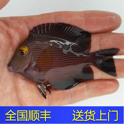 夏威夷金眼吊东非珍珠海水小丑活体珊瑚鱼 加速网