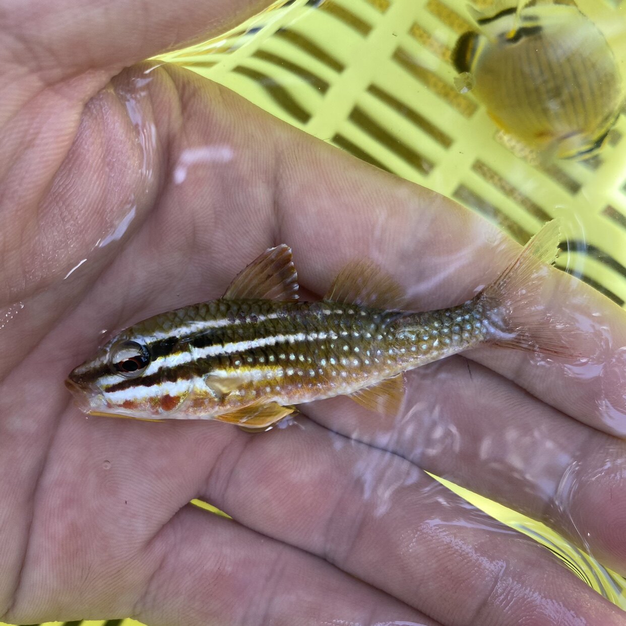 双色山羊海水观赏鱼小丑鱼活体鱼