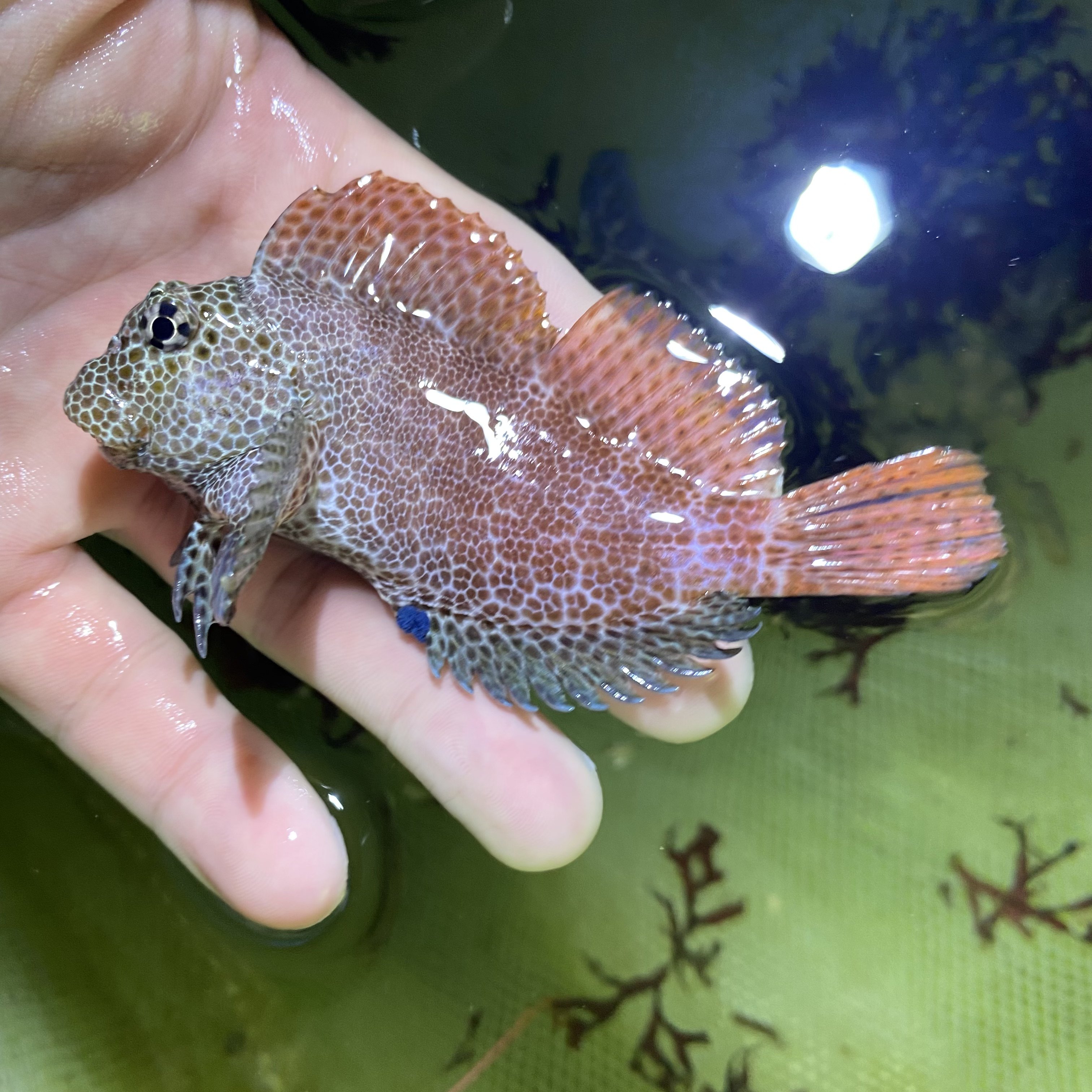 西瓜刨哪个牌子好?西瓜刨哪家好前10名 - 最宠网