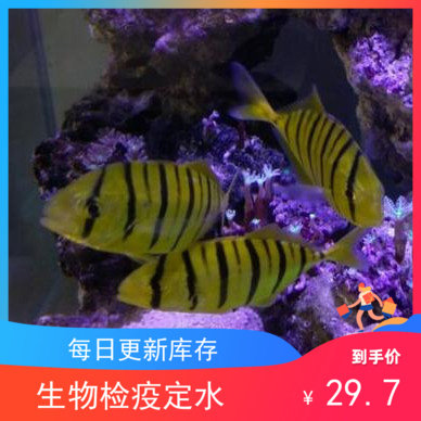 人工黄金参 黄金鯵 海水鱼观赏鱼小丑鱼活体珊瑚