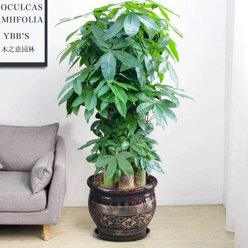 南宁发财树单杆发财树大盆栽大型室内办公室植物开业乔迁送礼绿植