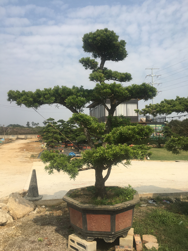 木之意精品大型植物罗汉松大门口绿植园区绿化别墅名贵盆景