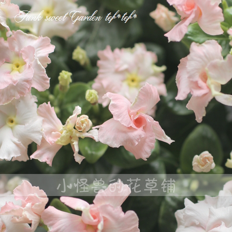 Zone A Japan Imported Changchun Flower pot For many years Heat summer flowers and plants angelin the Flower delivery/Flowers simulation/Plants gardening , Flowers/Potted plants (New) , Flowers category - from Buy2taobao.com to provide professional Taobao agent buy service