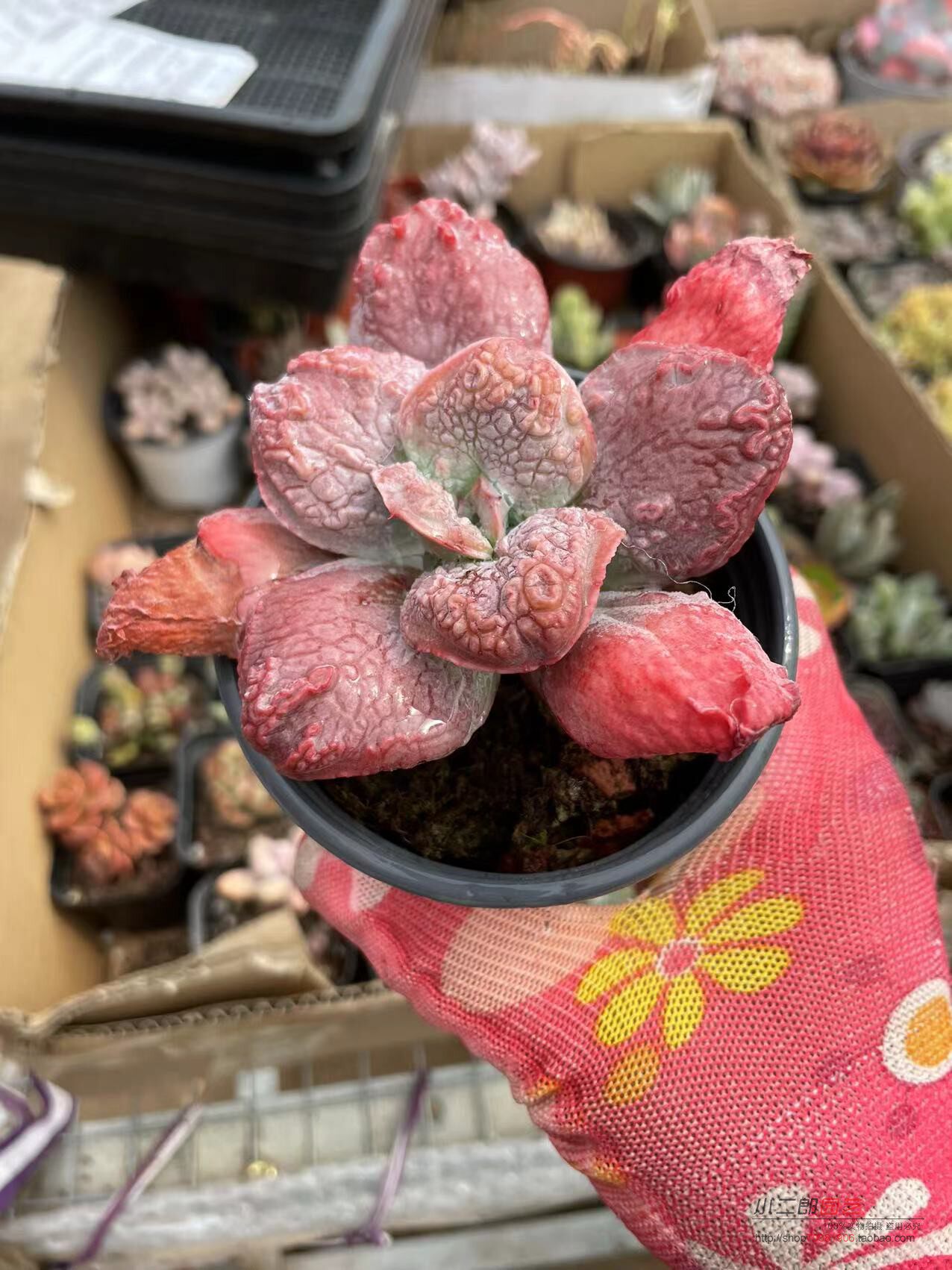 尼古拉斯卷叶男爵老桩多肉植物防辐射精品绿植带瘤子新手易养好活