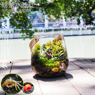 生态瓶辣椒蟹微景观小型客厅鱼缸桌面鱼虾蟹苔藓植物水陆缸螃蟹缸