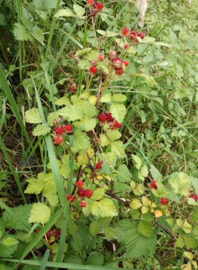 野生新鲜茅莓红梅消三月泡可盆栽苗