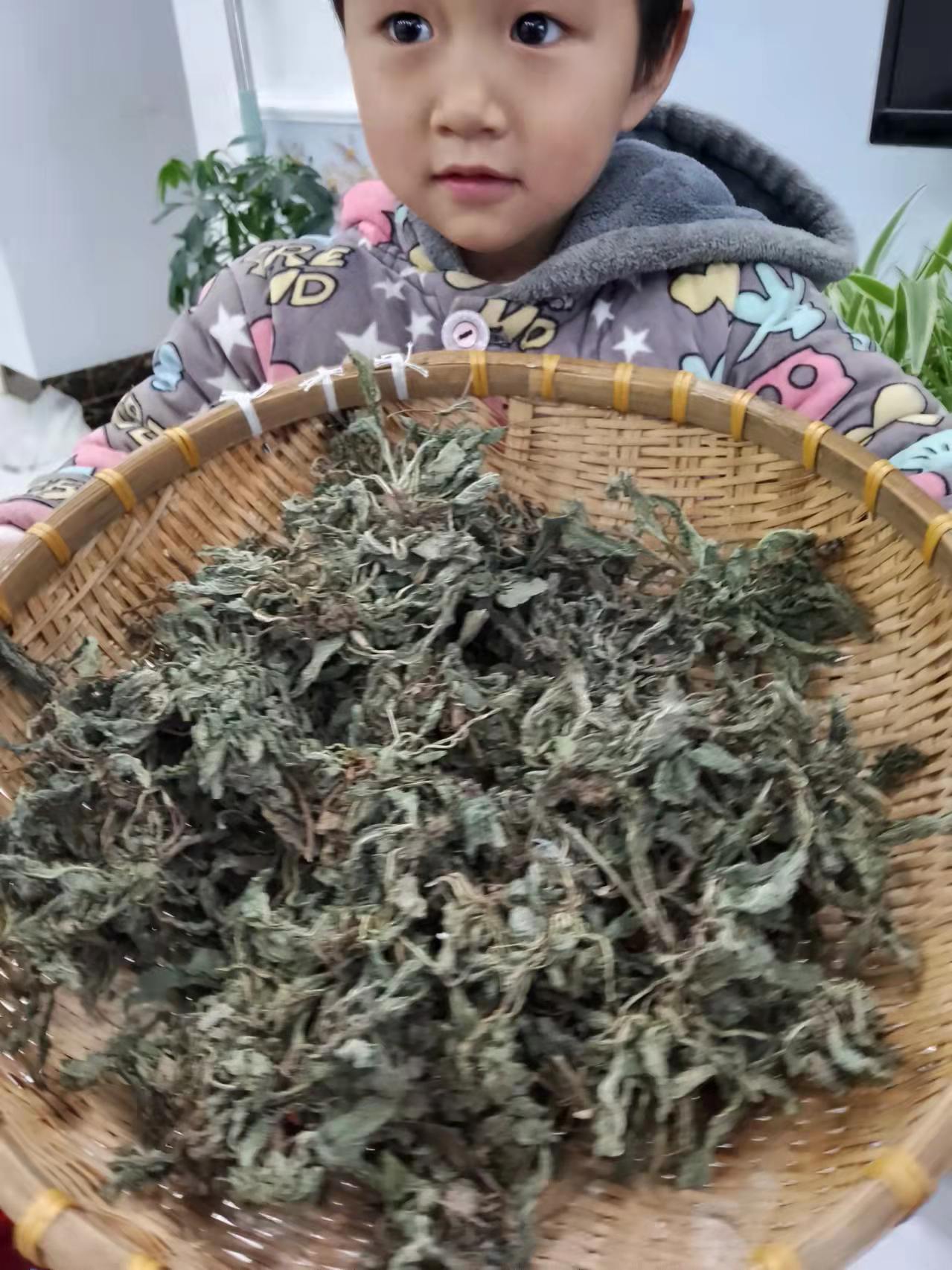 蛤蟆草的毒性晒干图片