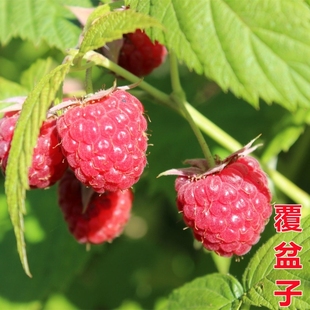 野草莓野山莓果树苗覆盆子红莓树莓阳台庭院盆栽多年结果野生树莓